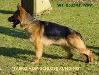Tasko vom Schloss Runding