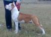 WHITE-amSTAFF Crazy Sonny Clone