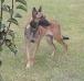 Rowdy Reba Von RoodHaus