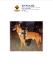 MANALO K9's Wolfie 2