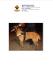 MANALO K9's Velvet