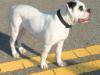 CFB'S MISTER JAY OF SHOW BOUND BULLIES
