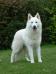 Great White Fang Urkann Ed Forever Bleizi Asgard