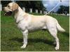  Maser z Grondu Harbiego Malmesbury