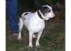 big o's mugger of hurricane bulldogs