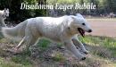 Disadonna Eager Bubble