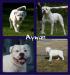 Just Ayton Aywan't You