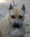  Arwen Undomiel do Elite Bulls