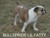  Bullspride Lil Fatty