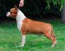 AKC CH Rebel  Eric de Cans Juansa