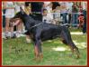 CAC, CACIB Barbwire di Altobello