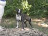 Ironheart's Brindle Bart