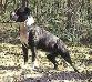 Ironheart Trufaith's Black Bo