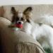 Redbrant's Tiny Tim