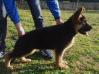 Kiro del Rione Antico