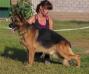 CH.KR CH.KZ 4-CACIB Amadeus plus Quattro (2010) 015145/KG0349