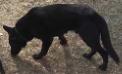  Whitlock's Black Bear
