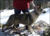 K9Pines Panda Monium Carries Blue <span style="color: darkblue">QUESTION IF THIS DOG COMES FROM PUREBRED GSDs</span>