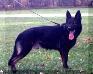 <span style="color: darkred">'00&'02 WPO CHAMPION</span> Stormfront's Brawnson <span style="color: darkblue">SWAT K9,DUAL PURPOSE PATROL/NARCOTICS K9, 2000 NATIONAL POLICE DOG CHAMPION,SCHH3, DPO2, WPO, FH2,</span>
