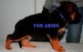 Honda Von Aries