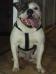 Bulky Bulls Master Bruce Lee