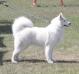 AKC/UKC/Intl CH DesertRose Hawkwind Chalcedony Bella