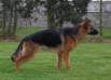 Hazel Candy v.d Ybajo Hoeve
