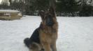 Freng Vom BrendStar