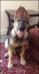 Buzz vom Heinolf