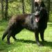 Angelburg's Black Sampson