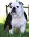  Joyful Acre's Mighty Trinity (AKC English Bulldog)