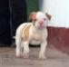 Aishang's Rommel