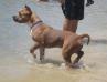 GCH Milagra's Last Man Standing