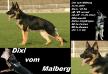 Dixi vom Malberg