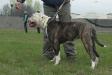 Hutka's Bull Easy