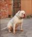 FlyBulldog's La Neige of bulltimes