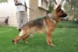 Leyo kuwait k9-team