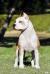 BISS PUPPY MULTI JCH, CH HU, CH CRO, Barbara King of Ring´s