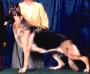 Katzenblut Southern Thriller