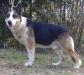 Panzer Vonhaven of Phenom <span style="color: darkblue">CGC (QUESTION IF THIS DOG COMES FROM PUREBRED GSDs)</span>