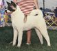 AKC CH Apogee's California Girl