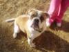 Capitol City AB's Cleo of Brickhouse Bulldogs