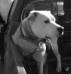 BDK's White Witch aka Bruja <span style="color: darkblue">CATCH DOG</span>