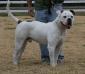 Rose Valley's Buster PH-0.39/0.36