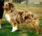 AKC/ASCA Ch. Red Heat of Adelaide