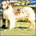 HOF ASCA CH Starswept's Hifalutin At Hisaw