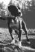 Crenshaw's Rascal POR