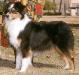 AKC Ch. Sweet Illusions of Wilmeth