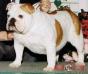 BISS CH (AKC) Little Ponds Splash