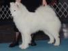 Am.Can.UKC Ch. Kolinka's Bianca